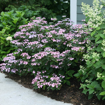 Tiny Tuff Stuff™ Mountain Hydrangea
