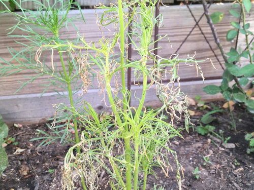What Is Happening To My Cosmos Zinnias And Marigold