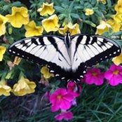 Anne Wallace's photo