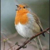 Robin Salario's photo