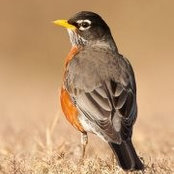 Robin Houstons foto
