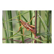 Dana Thompson's photo