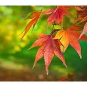 Ron-Kim Hampton's photo