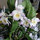 susan_kirkpatrick