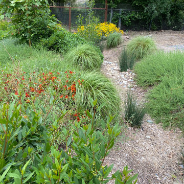 Roses in a California Resilient Garden