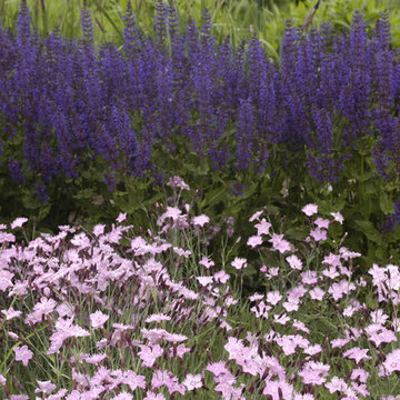 Perennial Garden Design