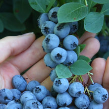 blueberries at cape