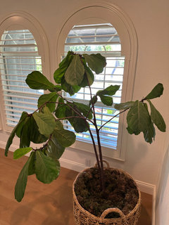 money plant home depot Nearly Natural 5 ft. Real Touch Artificial Money Tree in White Oval Planter main image 1