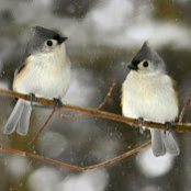 Deana Crocetti's photo