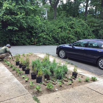 Day 2 - Bed A - planting over 800 native non-woody plants today