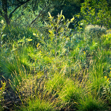Butterfly Garden, Meadow - Back Yard
