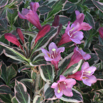 My Monet® Weigela