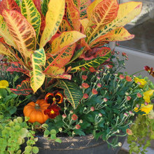 container garden