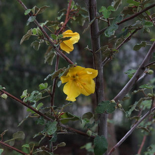 Eklektischer Hanggarten im Frühling in Los Angeles