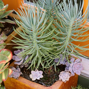 Container Plants