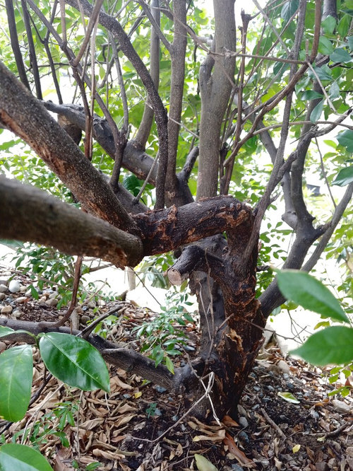 What's happening to my orange tree?