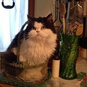 Vickie MacLeod's photo
