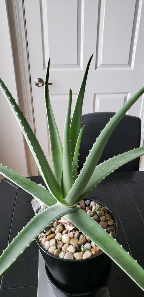 aloe vera leaves bending...