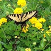 Donna Arnder's photo