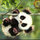 panda_somebody