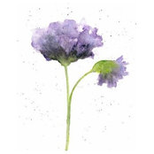 Alysia Vang's photo