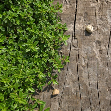 Creeping thyme and railway sleeper