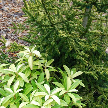 Illicium parviflorum 'Florida Sunshine' with Skylands oriental spruce.