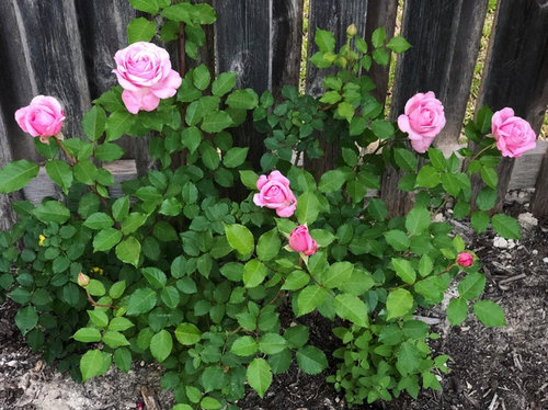 My first rose bush - Belinda's Dream