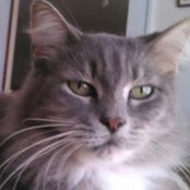 Heidi Sullivan's photo