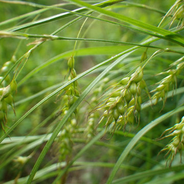 Carex sprengelii