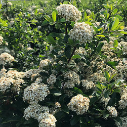 Current Featured Plants - Products