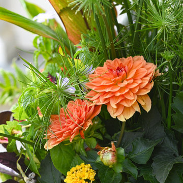 Summer Containers