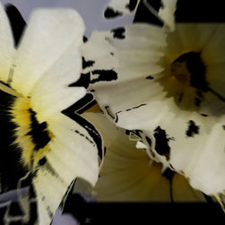 Flora Deconstructed - Products