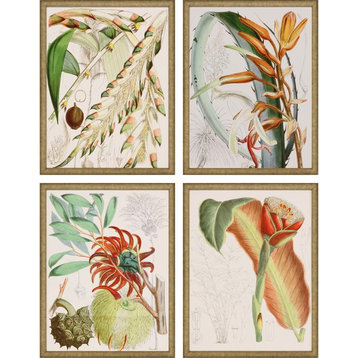 Tropical Variety, Set of 4