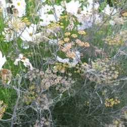 Flora Verdura - Products