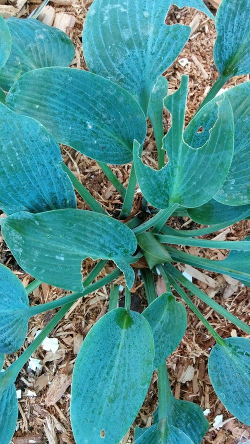What's eating my hosta? What do I do?