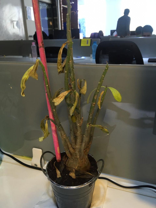 Leaves are dropping off my succulent plant