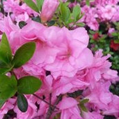 Cristina Sabong's photo