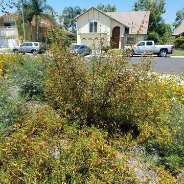 Irvine Front Yard