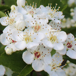 Native Flowering Trees - Products