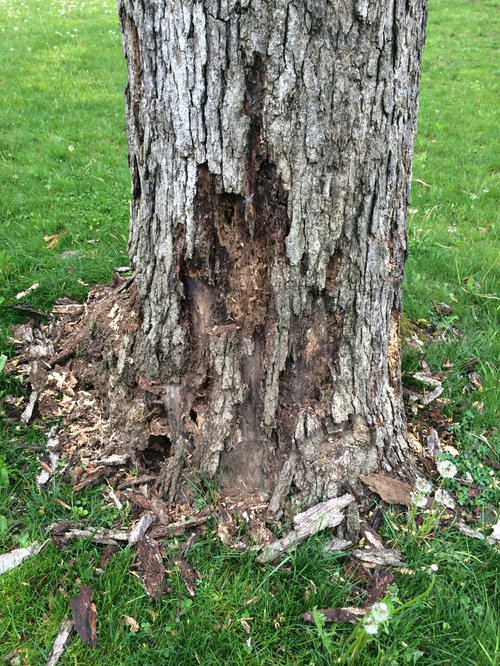 Oak tree bark falling off
