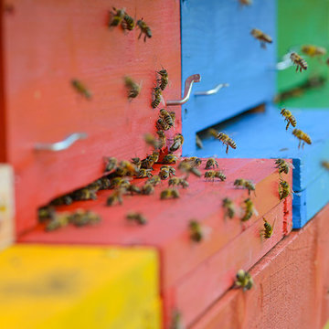 Bienenhaus #3