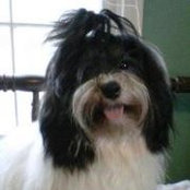 Foto de HavAntics Havanese

