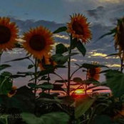 Sharon Nayes's photo