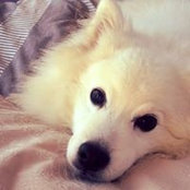 Amanda Snelling's photo