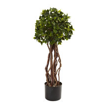 Interior Plants