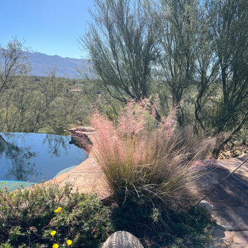 Viva Sonoran Desert!