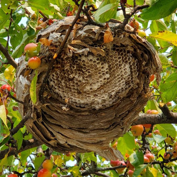 Bee hive and wasp removal services control extermination Residential ontario ca.