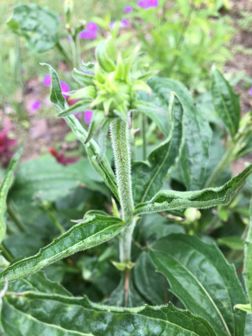 echinacea leaves curling