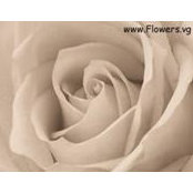 Tonika Goins's photo